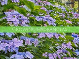 Growing hydrangeas