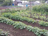 How Brits used allotments to survive WW1 and WW2