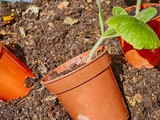 International Compost Awareness Week 2017