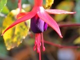 Kitchen Garden Notes - Autumn colour