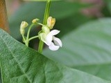 Kitchen Garden Notes - Flowering but not growing