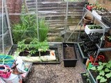 Kitchen Garden Notes - Potting on