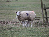 Lambs and daffodils at Hardwick Hall