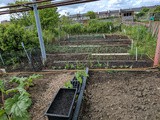 May 2017 at the allotment