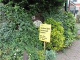 National Gardens Scheme - Barlborough