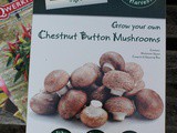 Qwerkity Chestnut Mushroom Growing Kit review