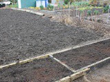 Rhubarb, rhubarb, rhubarb at the allotment