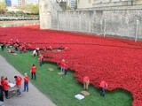 Sunday Snap – In Flanders fields the poppies blow