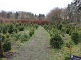 Sunday Snap – The Christmas tree nursery