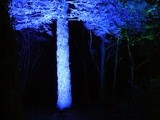 Sunday Snap – The Electric Woods