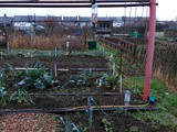 The allotment in January