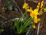 The Allotment in March