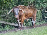 The animals at Mary Arden's Farm