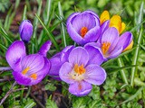 The Crocus