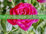 The language of flowers