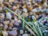 The Snowdrop