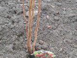 Training the raspberries at the allotment