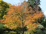 Urban Green Spaces – Sheffield Botanical Gardens