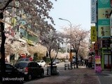 Spring Series: Youth and Fashion Paradise @ Sinchon