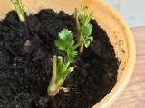 Coriander Herb - Regrowing from market bought Coriander Herb