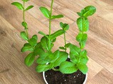 Mint : Growing from Cutting