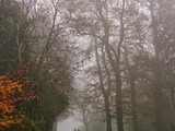 A walk in the misty Box Hill & lunch in The King William iv, Mickleham