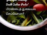 Adamant creeper/devil's backbone#vajravalli#pirandai#பிரண்டை துவையல்#சட்னி#yhuvaiyal#chutney#pesto (south indian)