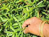 பொன்னாங்கண்ணித் துவையல்#Dwarf copper leaves pesto