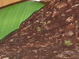 Finger millet roti/இராகி ரொட்டி/கேப்பை ரொட்டி