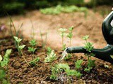 Gardening Container Size And Tomatoes Tips