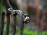 Planting a Veggie Garden