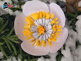 Fiori di carta fai da te