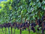Le capitali del Pinot nero italiano sono Egna e Montagna, in Aldo Adige: dal 10 a 12 maggio vi aspetta la XVIesima edizione de Le  Giornate del Pinot 