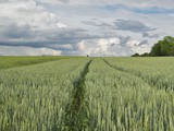 Agricoltura Responsabile, i progetti Syngenta per grano e Made in Italy