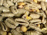 Gnocchetti Senatore Cappelli alla canapa sativa con pancetta affumicata La Collinetta e cicerchie delle Murge