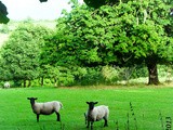 Paysage / Landscape