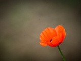 Thème Libre / Free Theme