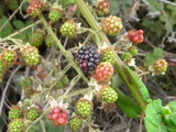 Brambles, Briars & Blackberries in an rv