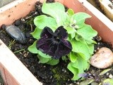 Container Gardening, April 2013, in an rv