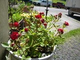 Container Gardening Update for June 2013 in an rv