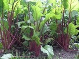 Beetroot soup with sauerkraut