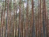 Food from the forest 3: Wild Mushroom Picking in Estonia - Mushroom Schnitzel