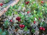 Food from the forest: Wild berry loaf cake with ricotta and lingonberries