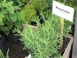 Fresh herbs series: Rosemary and Thin Focaccia