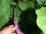 Eggplants and Cucumbers