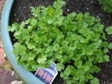 New Vegetable Garden Box