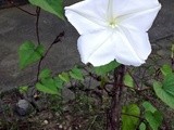 Doughnut Muffins & an Enchanted Garden [by Tammy]