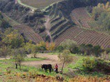 Priorat, Spain – a Guided Wine Tour
