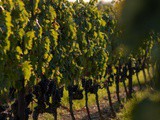 Sangiovese vs Chianti Wine: What's the Difference