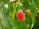 Scottish food: Cranachan